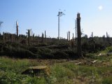 2022-05-20 - Tornado beim Sturmtief Emmelinde Solling - Steinlade bis Gehren (26)